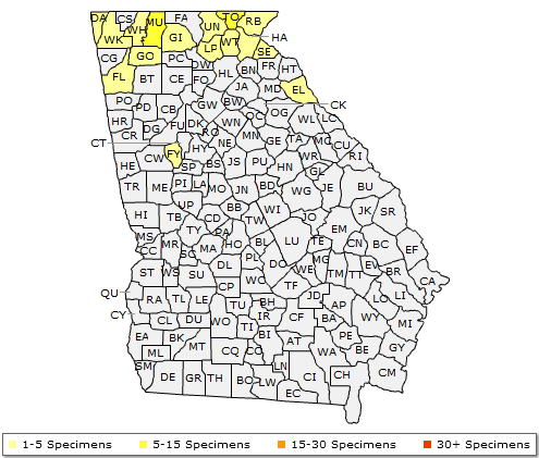 The native range of Aesculus flava
